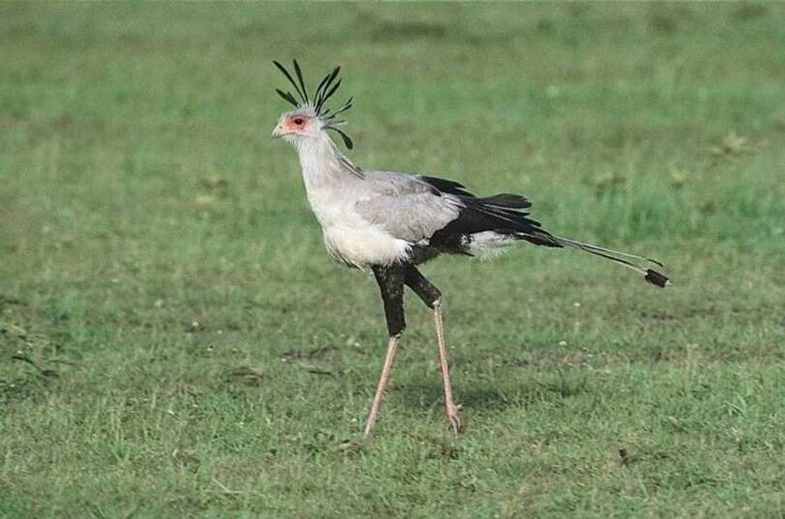 Kamuku National park