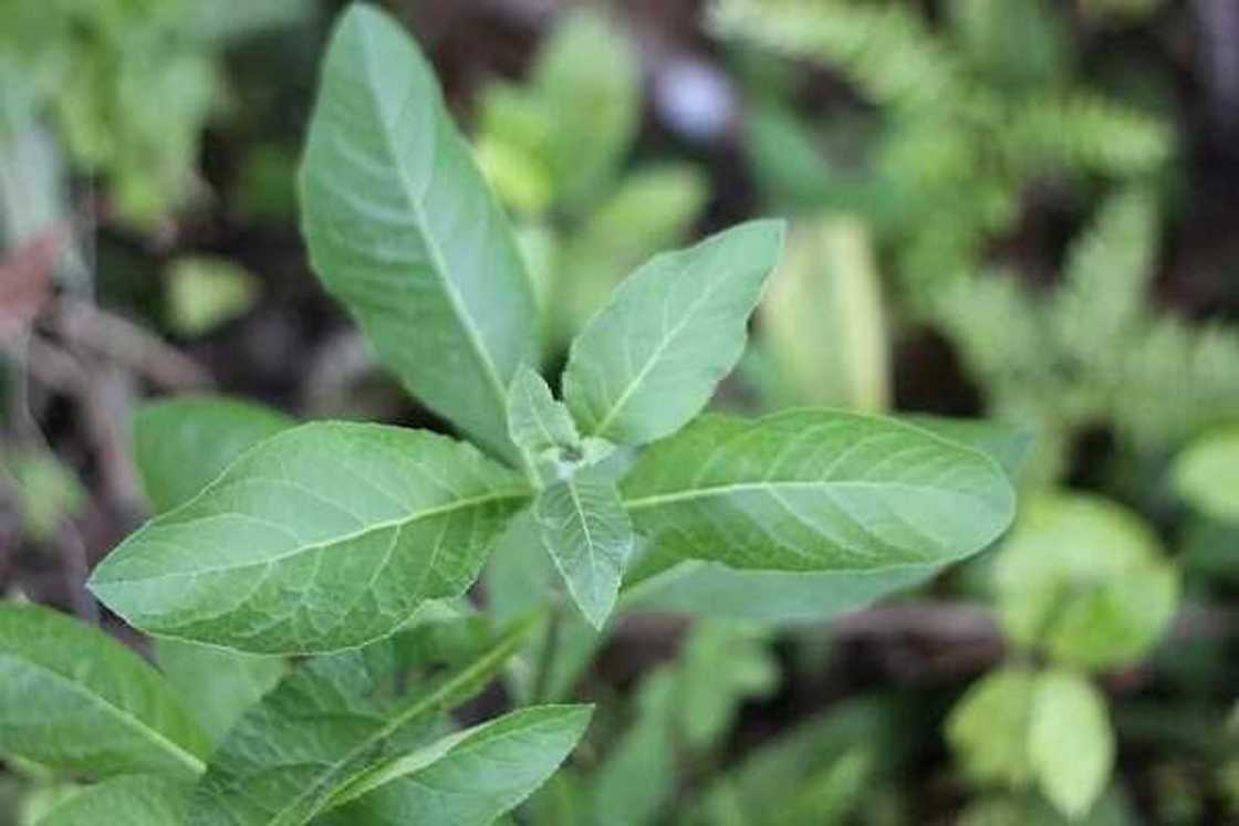 Bitter leaf side effects Bitter leaf side effects