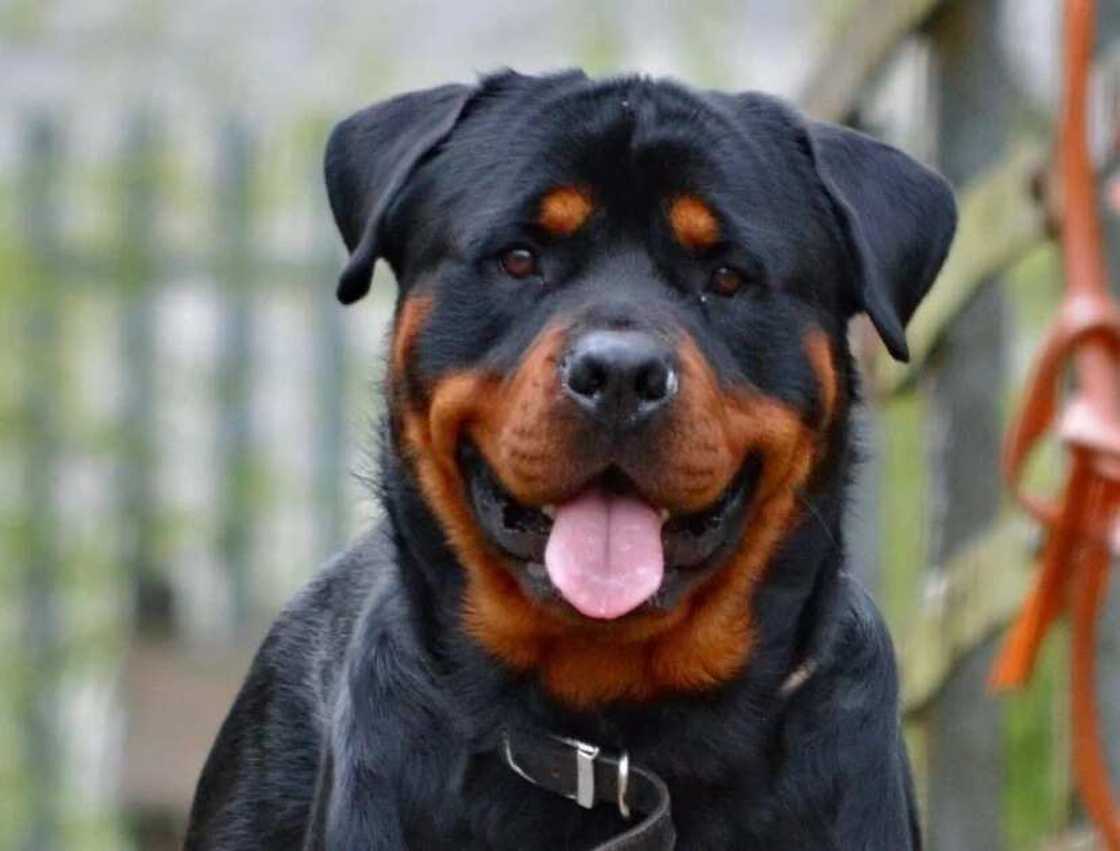 The peculiarity of the animal is that the Rottweiler is not able to distinguish, where is comic and game aggression, and where is the real The peculiarity of the animal is that the Rottweiler is not able to distinguish, where is comic and game aggression, and where is the real
