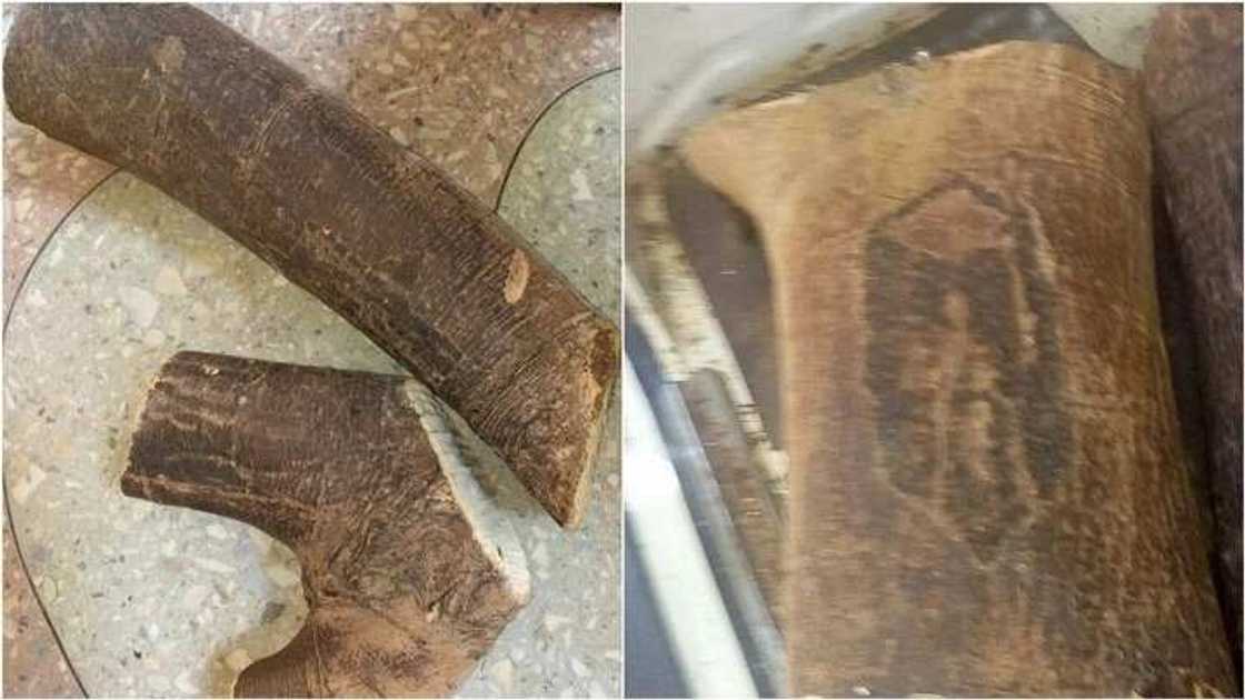 An cuci bakauye: Yan damfara sun samar da wata bishiya da ake bautamawa a Kano (Hotuna) An cuci bakauye: Yan damfara sun samar da wata bishiya da ake bautamawa a Kano (Hotuna)