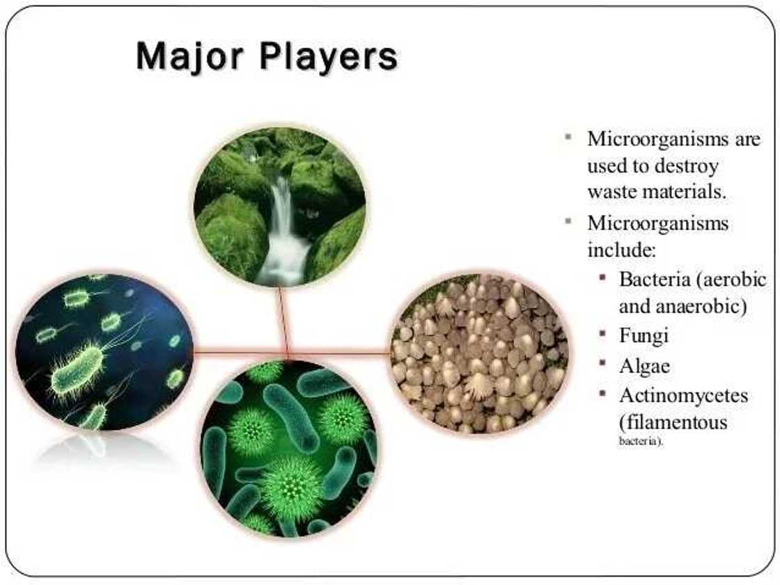 Aerobic and anaerobic bacteria