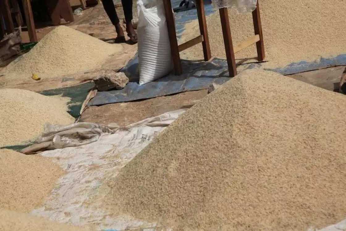 In Ebonyi, it is a near-crime not to be a farmer In Ebonyi, it is a near-crime not to be a farmer