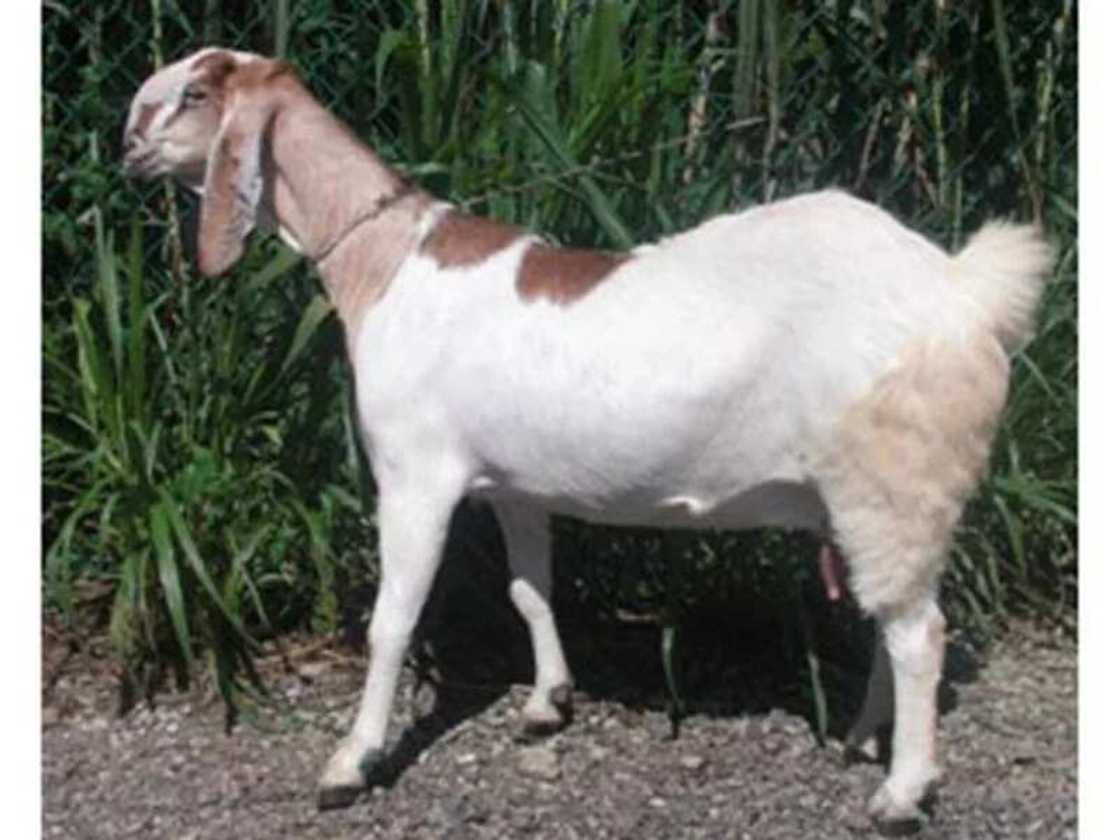 Jamnapari goats Jamnapari goats