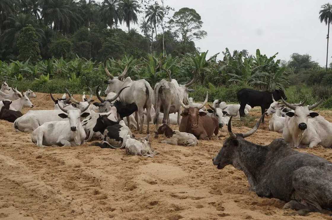 Naka naka ne: Buhari ya amince da kashe N91,000,000,000 domin amfanin Fulani Naka naka ne: Buhari ya amince da kashe N91,000,000,000 domin amfanin Fulani