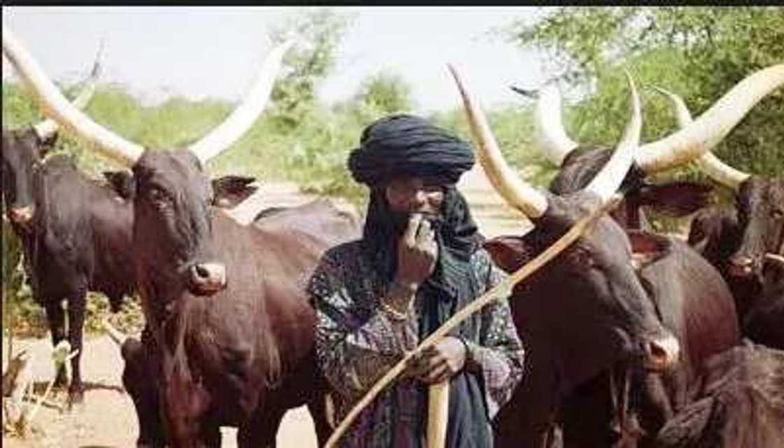 Fulani herdsmen and farmers clash gets worse as drought kicks in