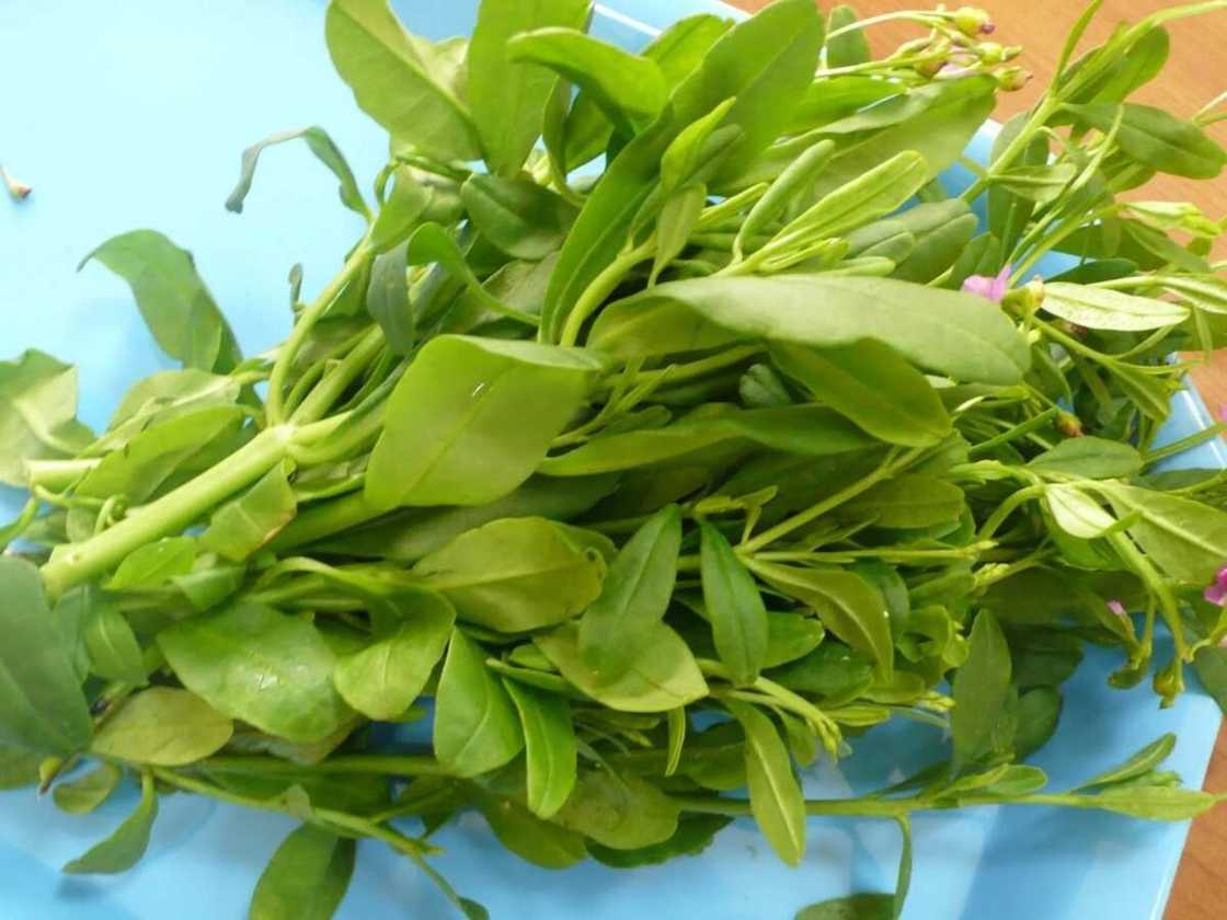 Gbure (Water Leaf)