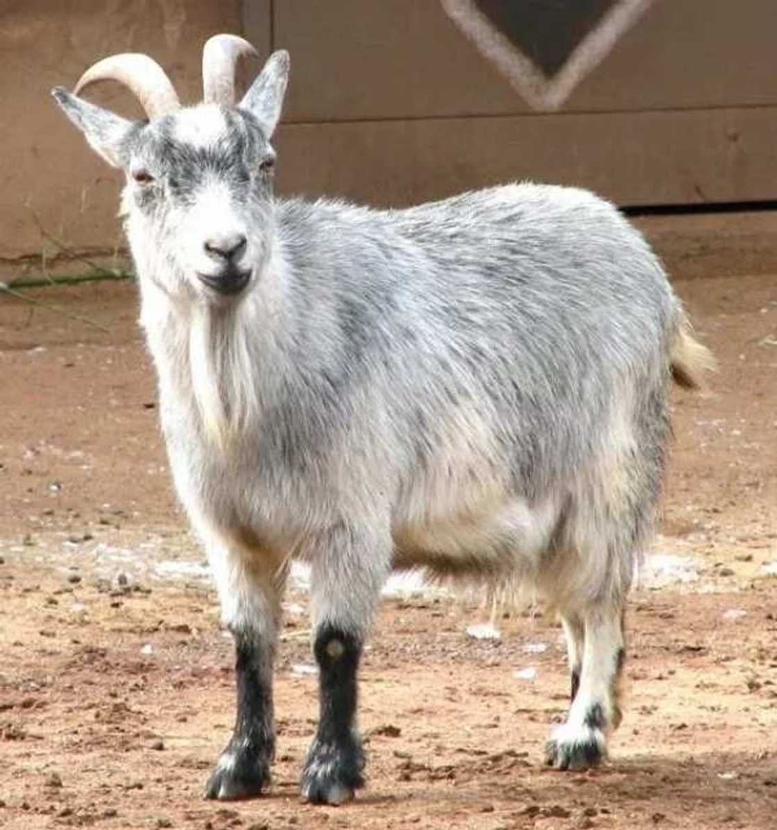 Pygmy Goats Pygmy Goats