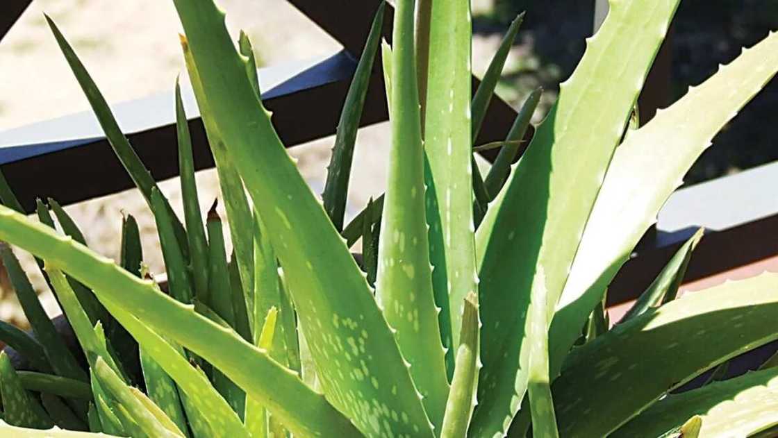 Kiwon Lafiya: Shukoki da zaku iya sanya wa a daka, masu gyara iska Kiwon Lafiya: Shukoki da zaku iya sanya wa a daka, masu gyara iska