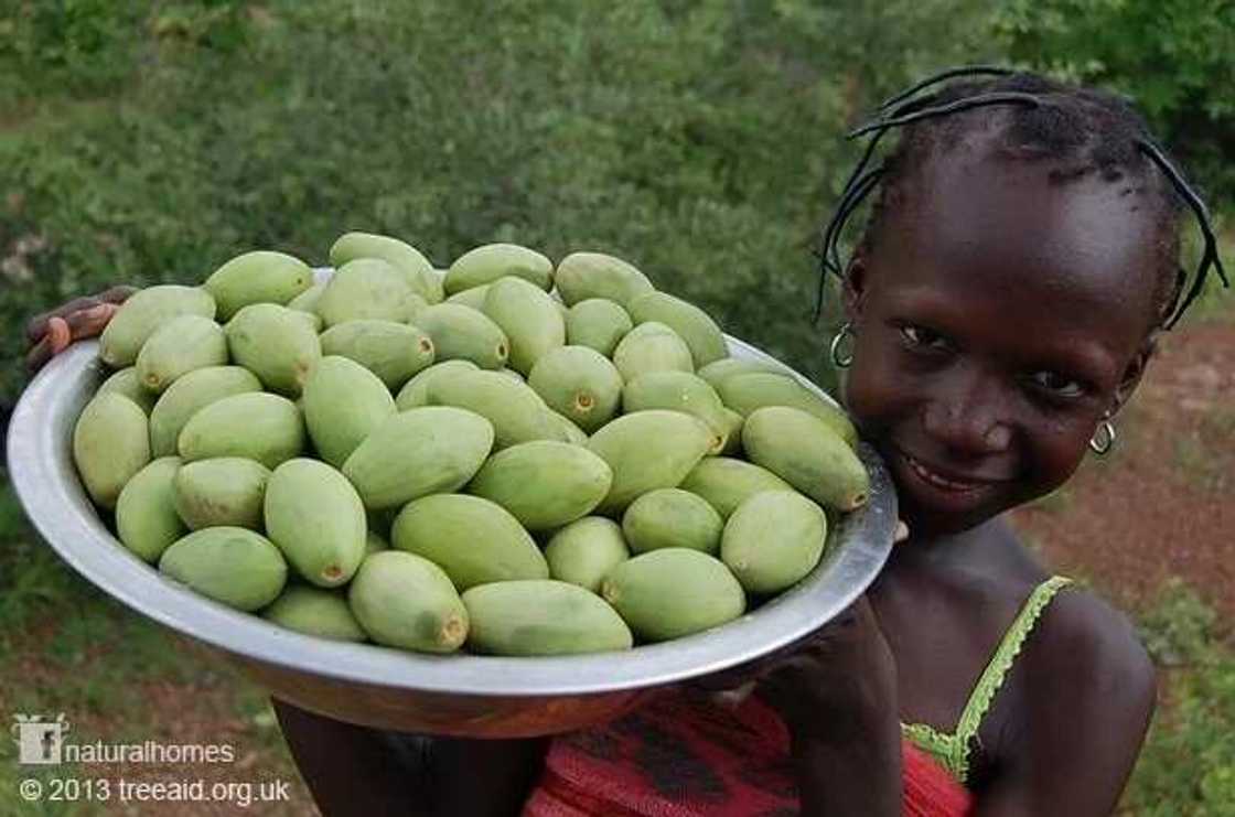 Shea butter for skin lightening