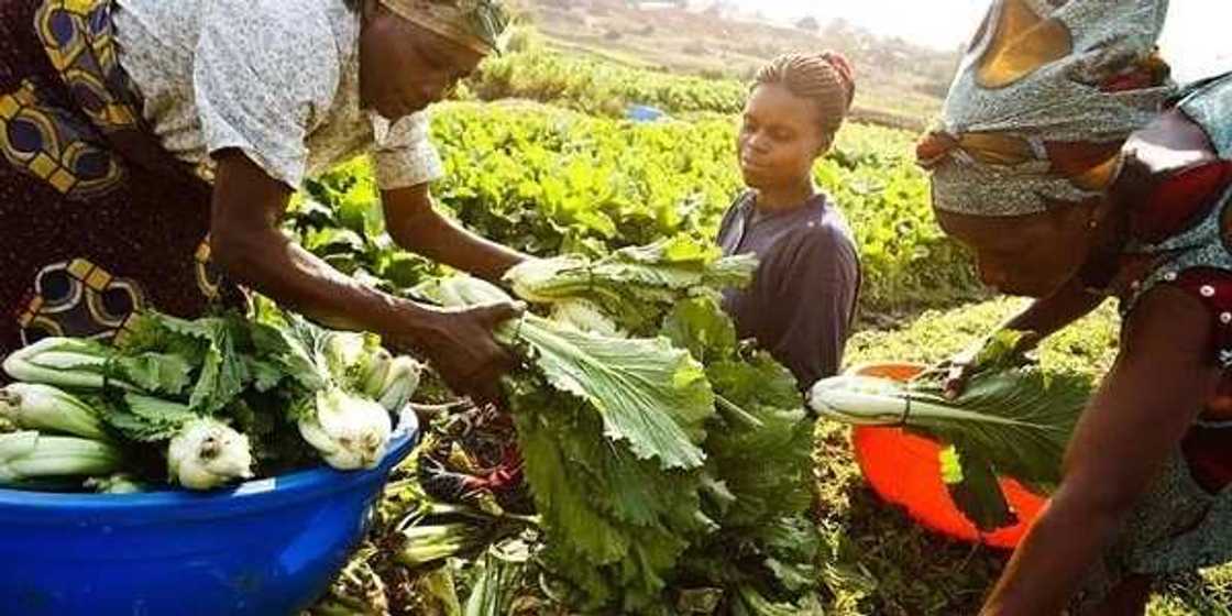 Food in Nigeria