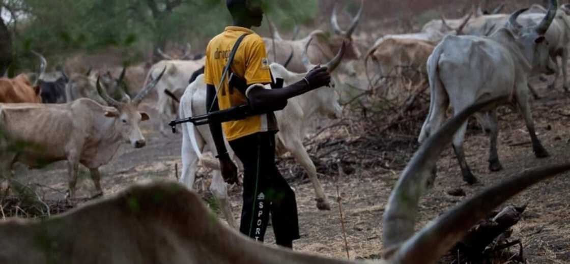 Fulani Herdsman with weapon