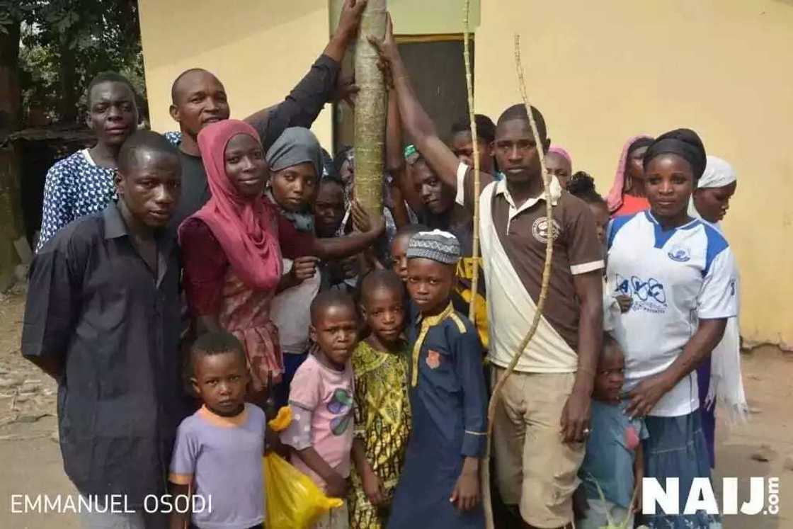 Sunan Allah ya bayyana a jikin bishiyar zogale Sunan Allah ya bayyana a jikin bishiyar zogale