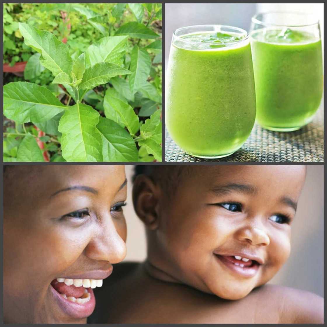 Bitter leaf and fertility Bitter leaf and fertility