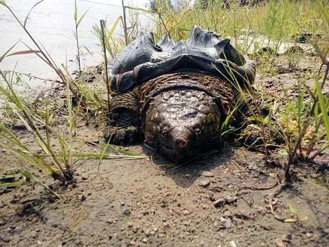 Giant Alligator Snapping Turtle Found In Russia's River Giant Alligator Snapping Turtle Found In Russia's River