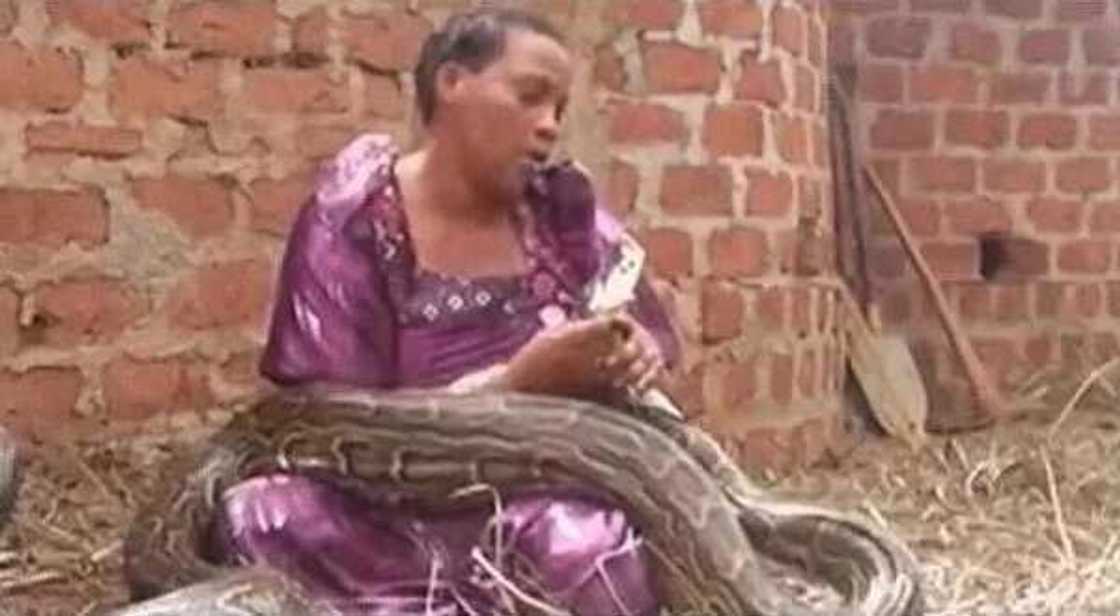 Wawu! Woman who gave birth to a girl and a python refuses to let go of the snake