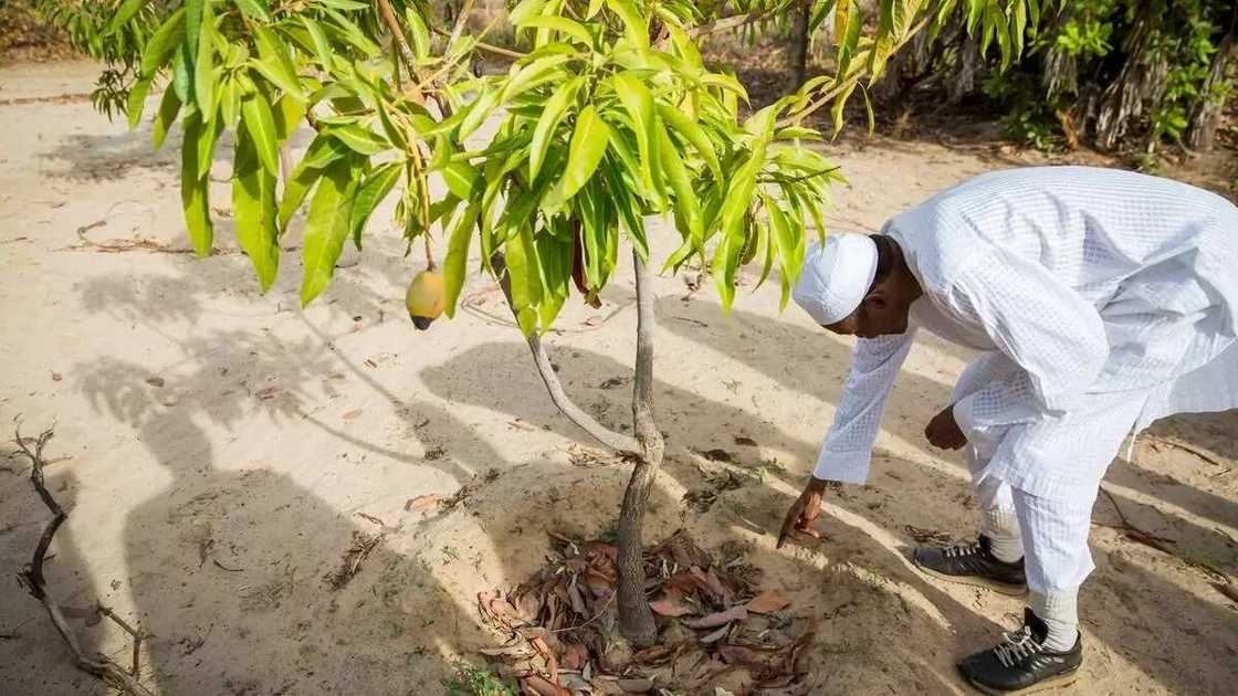 Harkar noma: Najeriya za ta fitar da kayan abinci kasar waje Harkar noma: Najeriya za ta fitar da kayan abinci kasar waje