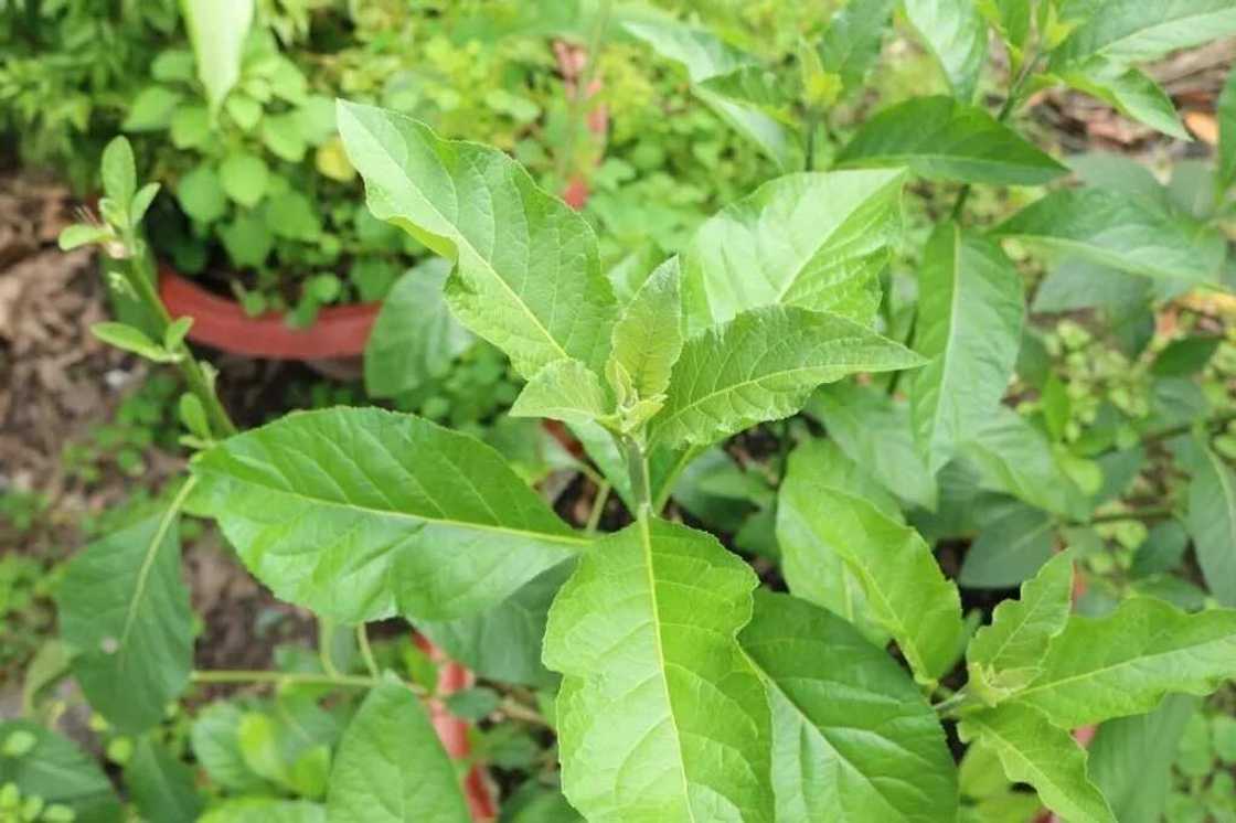 Bitter leaf Bitter leaf