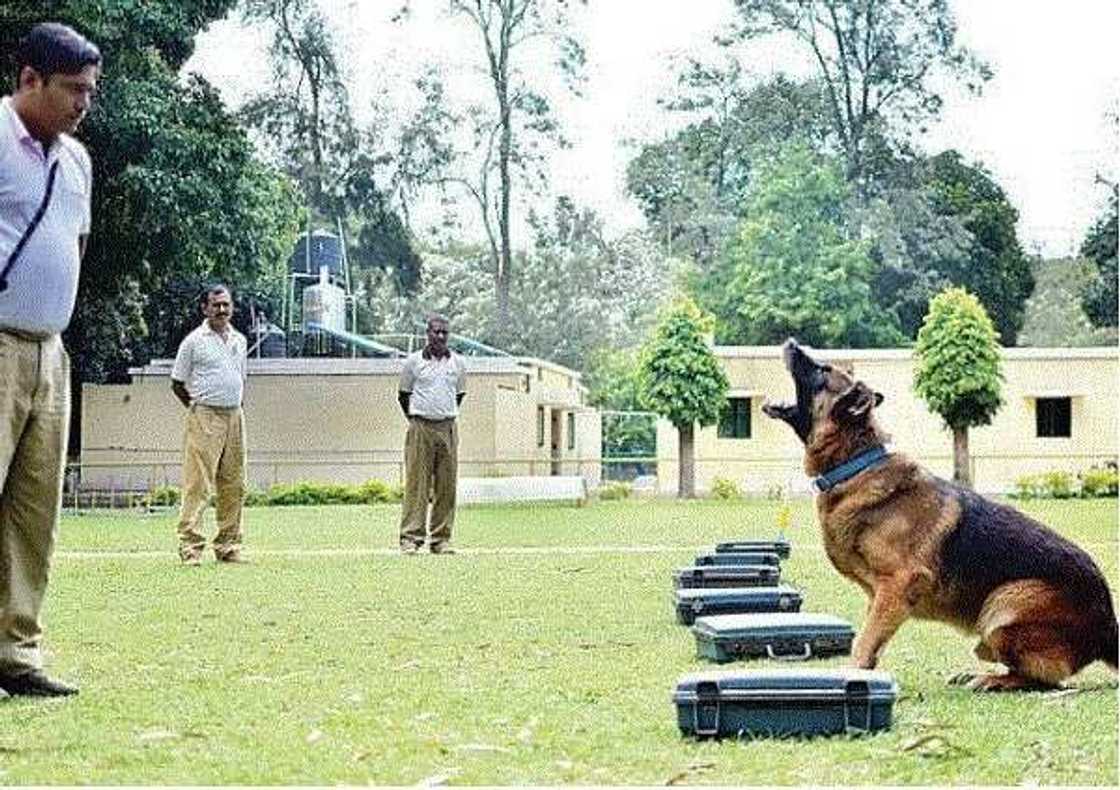 See Nigerian arrested India with banned substance worth N161 million See Nigerian arrested India with banned substance worth N161 million