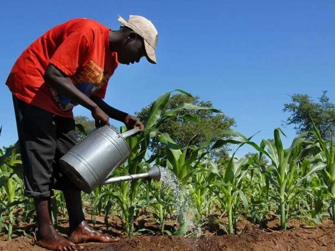 Nigerian field worker