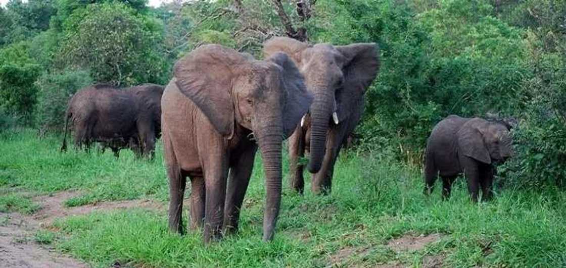 Yadda yaki ke barazanar gushewar dabbobin daji a nahiyar Afrika