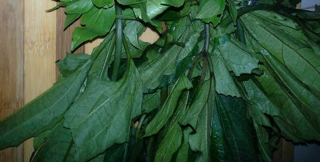 benefits of ugu leaves benefits of ugu leaves