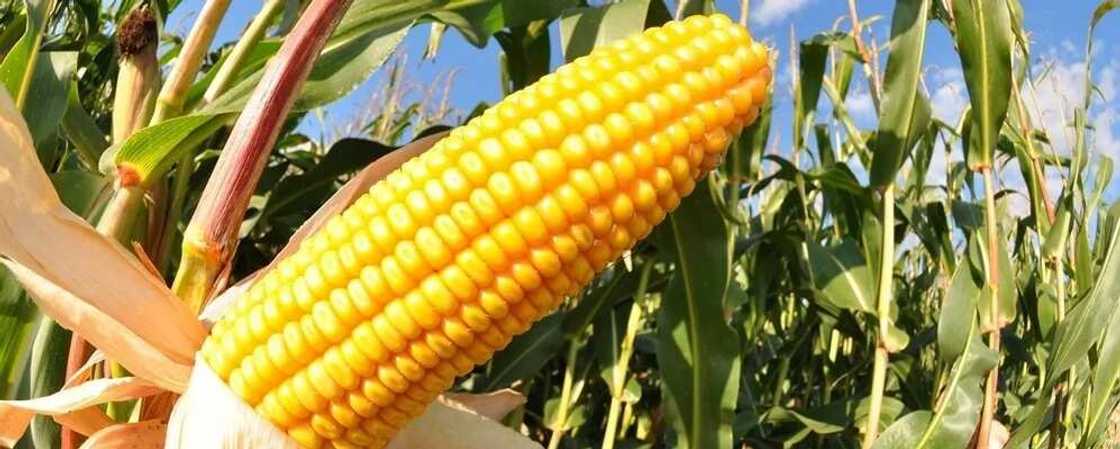 Maize growing