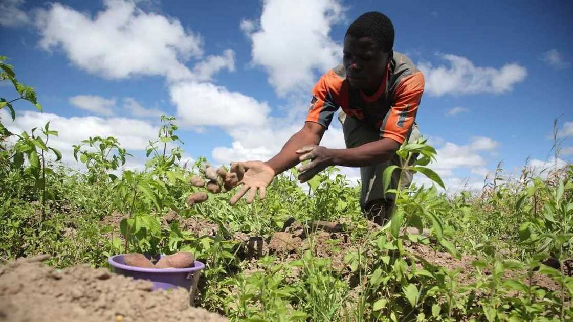 The african farmer The african farmer