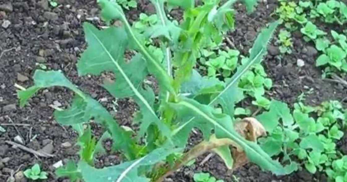 Efo Yanrin Efo Yanrin