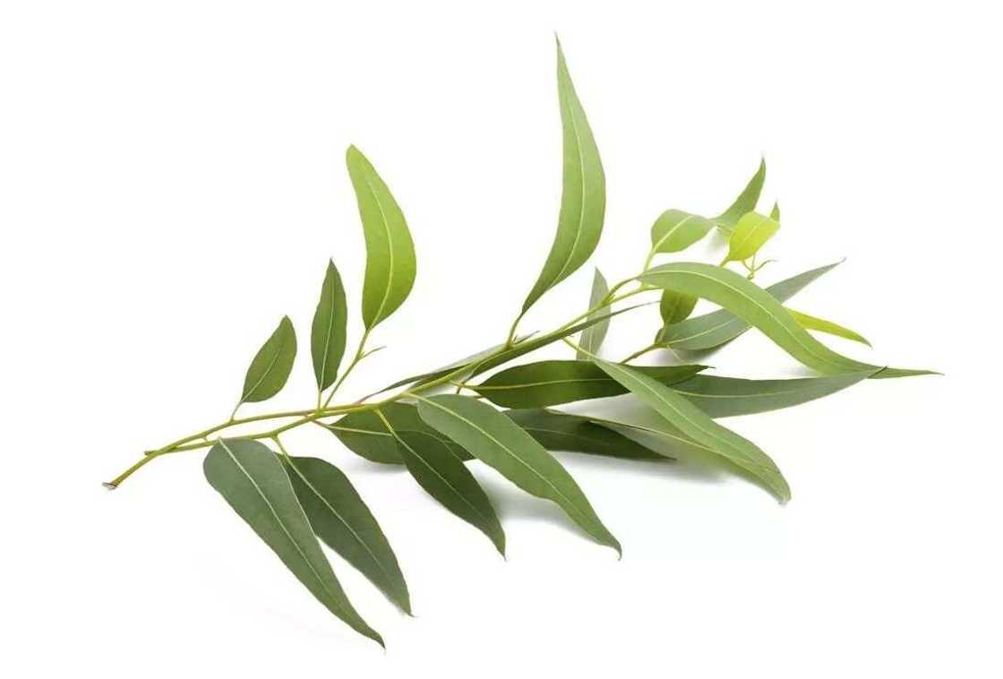 Eucalyptus plant