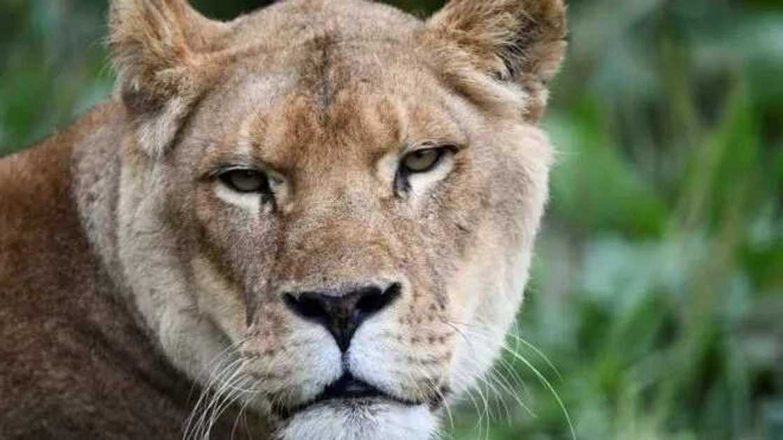 Kuma dai: Zakanya ta cinye wata budurwa da ta tafi yawon buɗe idanu gidan namun daji Kuma dai: Zakanya ta cinye wata budurwa da ta tafi yawon buɗe idanu gidan namun daji