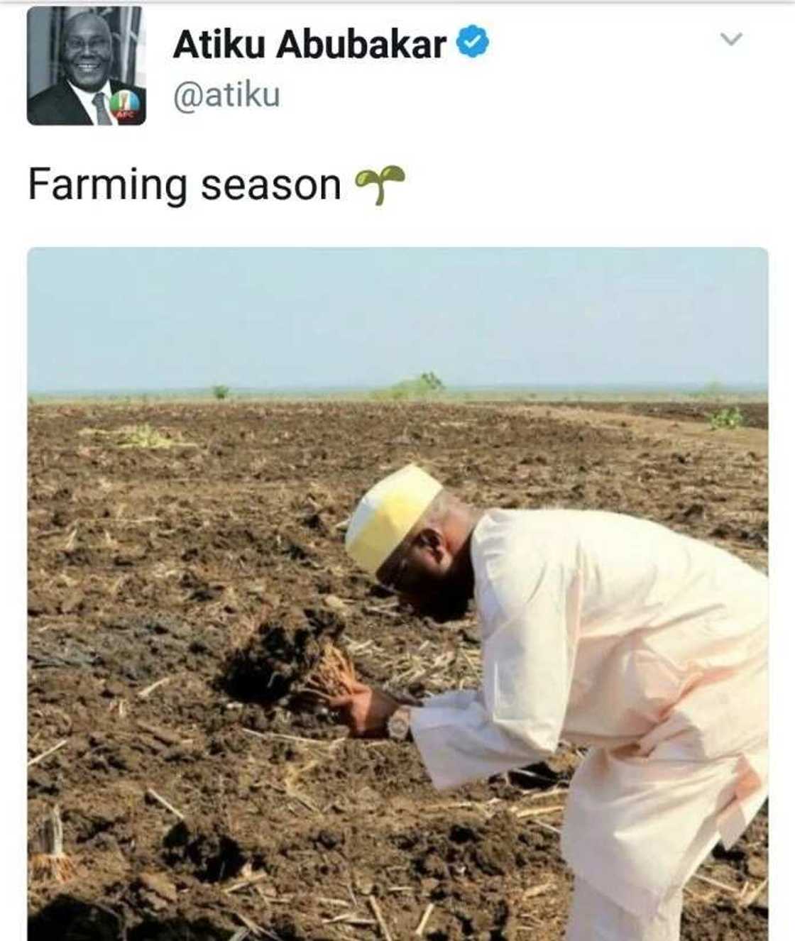 Hoton Atiku Abubakar a gona ya jawo abin magana a Najeriya Hoton Atiku Abubakar a gona ya jawo abin magana a Najeriya