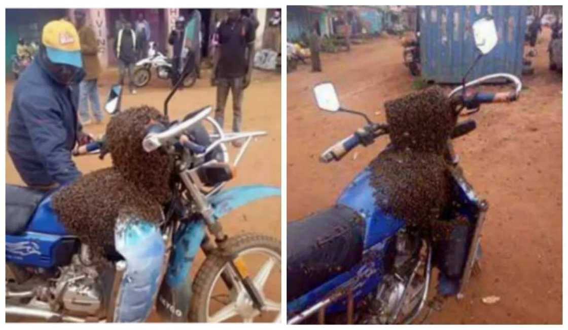 Swarm of bees recover stolen motorbike, attack thief in Kenya Swarm of bees recover stolen motorbike, attack thief in Kenya
