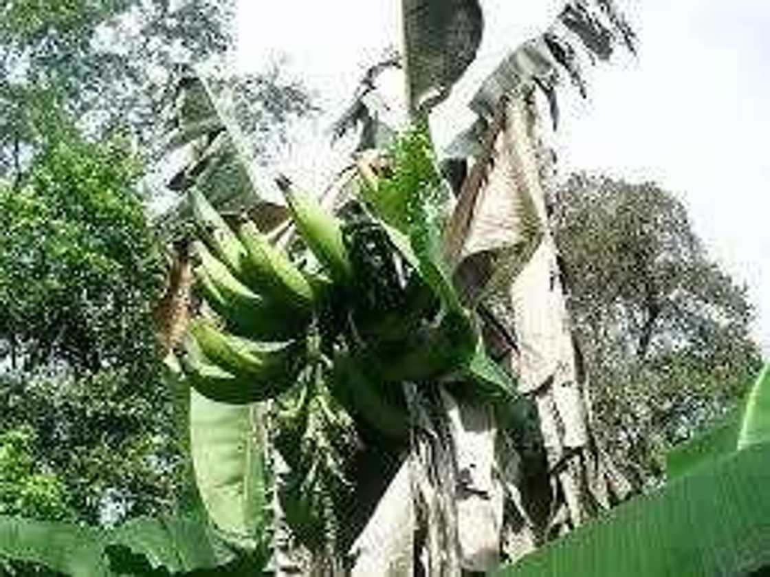 Shin ka san irin amfanin filanten a jikin mutum Shin ka san irin amfanin filanten a jikin mutum