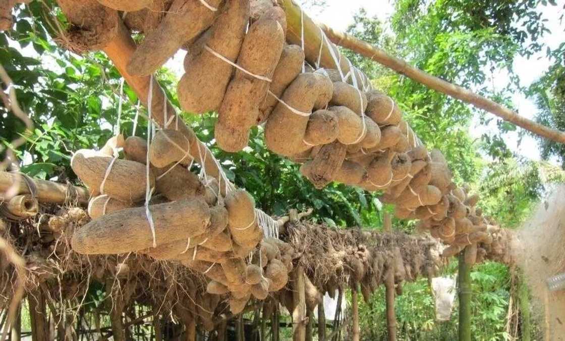 Yams food preservation Yams food preservation
