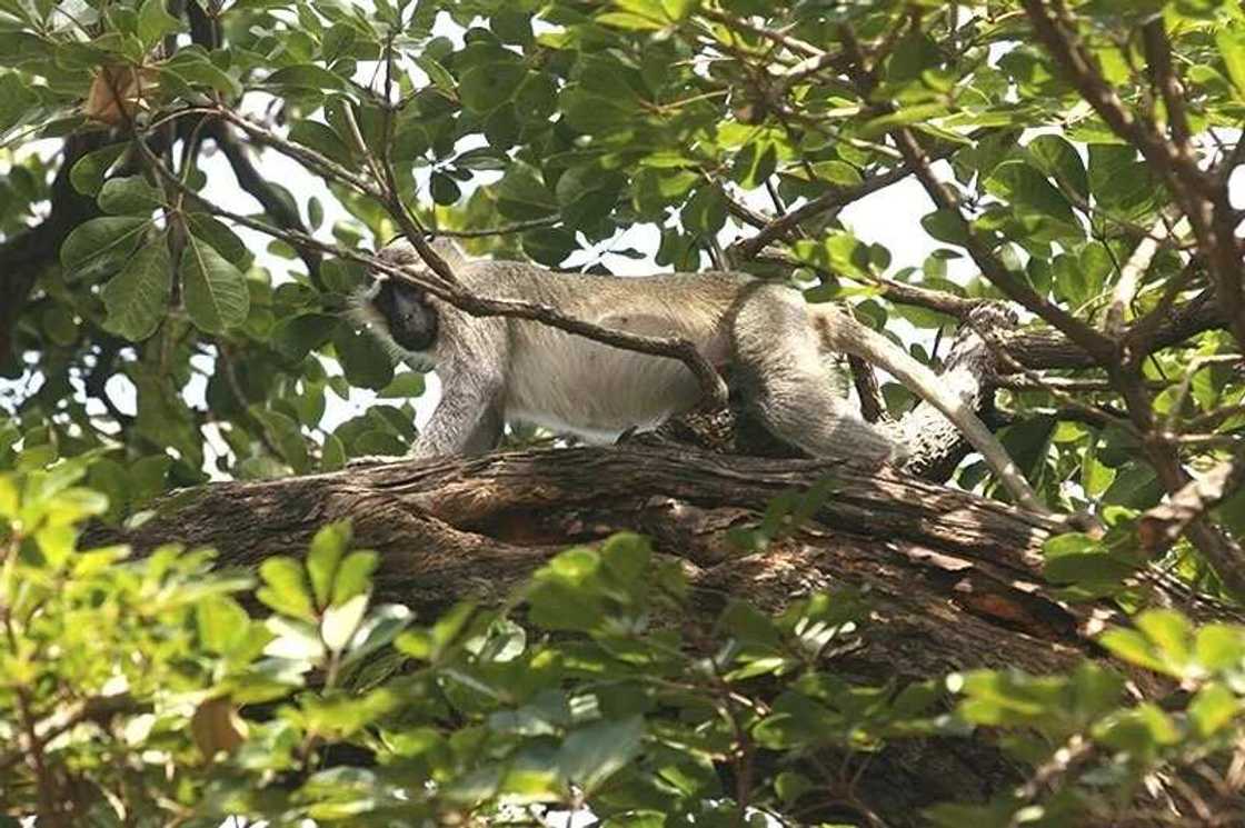 Yankari National Park in Nigeria