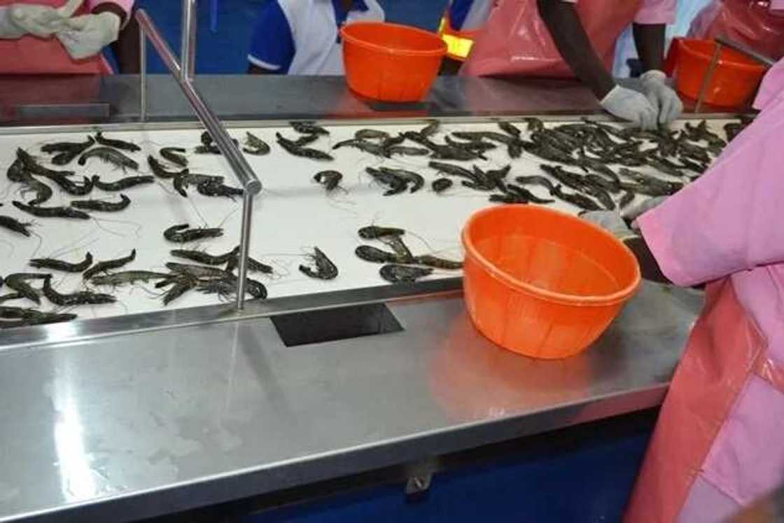 Atlantic Shrimpers Ltd unveils largest shrimp farm in Sub-Saharan Africa Atlantic Shrimpers Ltd unveils largest shrimp farm in Sub-Saharan Africa