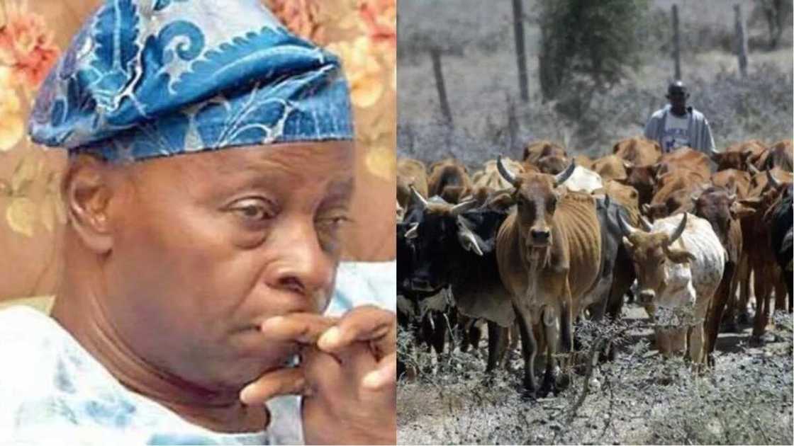 Dambarwa: Shanu sun shigo a cikin filin jirgi, sun hana jirgi sauka Dambarwa: Shanu sun shigo a cikin filin jirgi, sun hana jirgi sauka