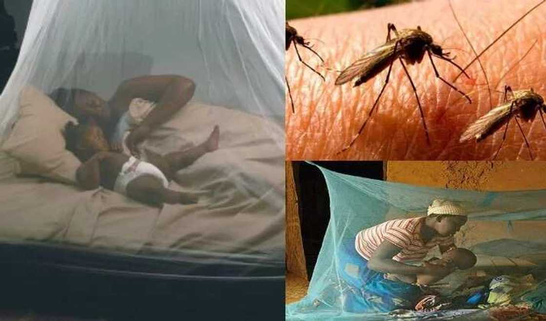 Kashi 66 daga cikin dari na magunguna jinyar zazzabin cizon sauro Malaria jabu ne Kashi 66 daga cikin dari na magunguna jinyar zazzabin cizon sauro Malaria jabu ne