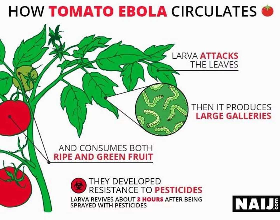 Feature: The plague ravaging the nation's tomatoes Feature: The plague ravaging the nation's tomatoes