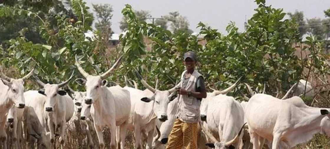 Aiwatar da dokar hana kiwo a fili abune da ba zai yiwu ba, El-Rufa'i ya caccaki gwamnonin kudu