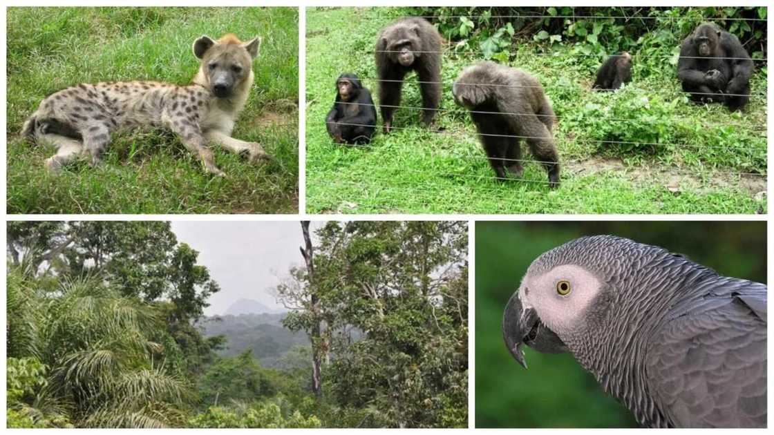 Forest reserves in Nigeria and their locations Forest reserves in Nigeria and their locations