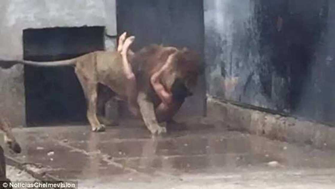 Man survives after jumping into lions' den to commit suicide Man survives after jumping into lions' den to commit suicide