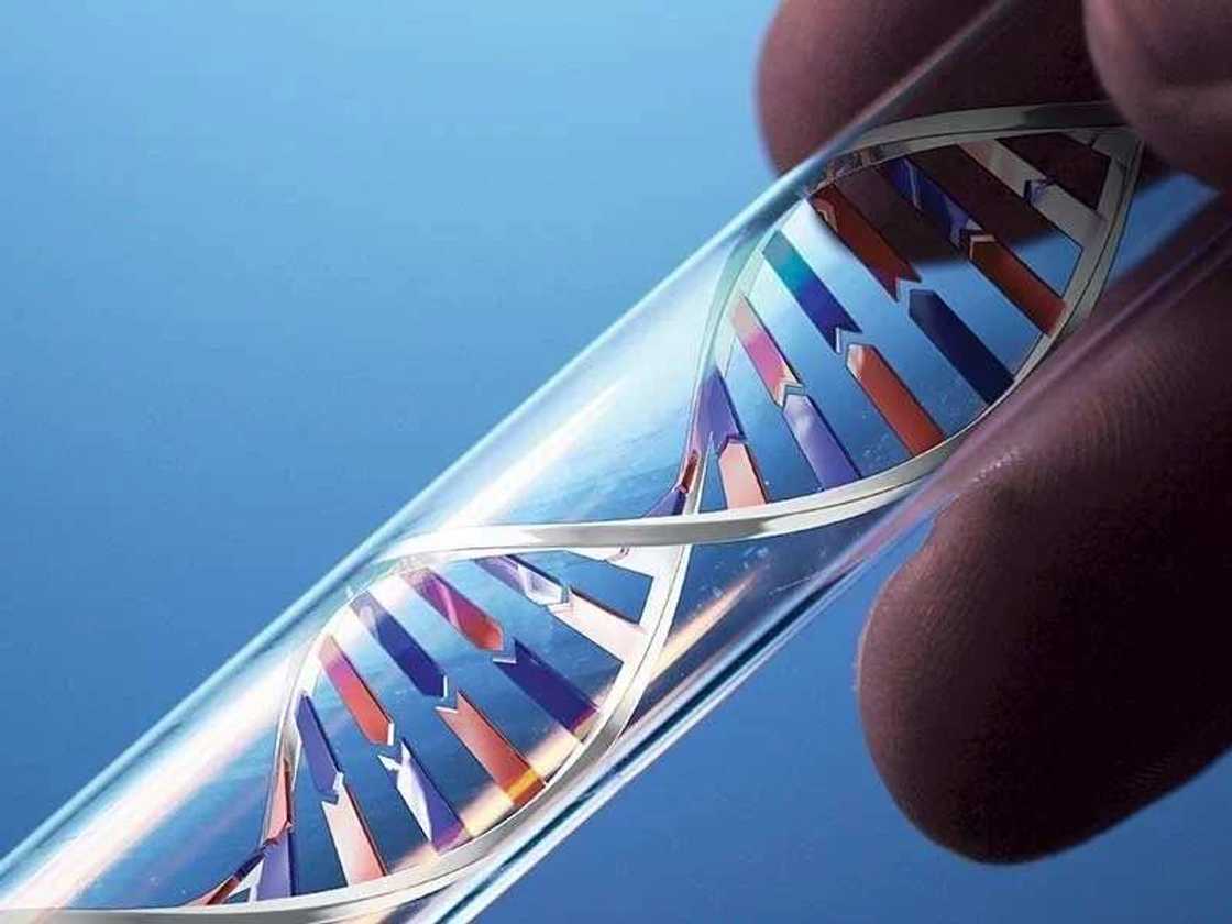 What is a Genotype? What is a Genotype?