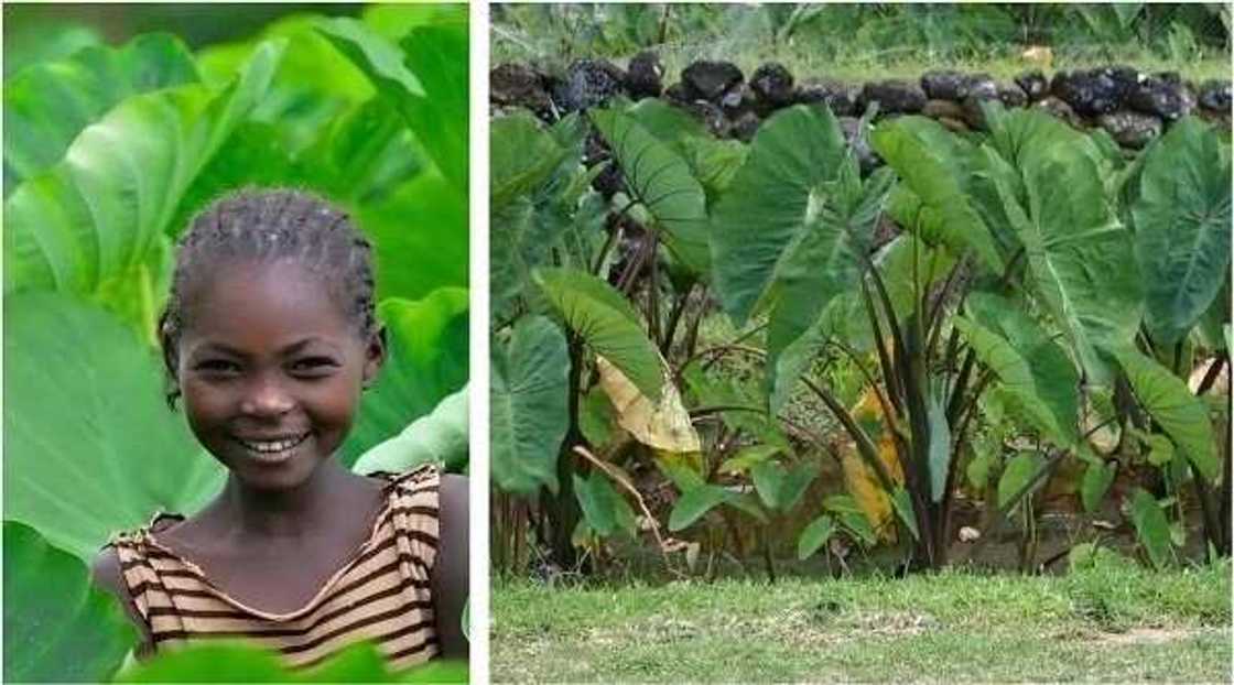 Health benefits of cocoyam leaves Health benefits of cocoyam leaves