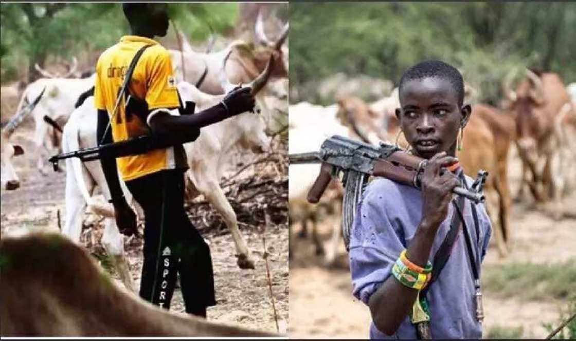 Fulani herdsmen have adopted a new style of attack in Benue - APC chieftain Fulani herdsmen have adopted a new style of attack in Benue - APC chieftain