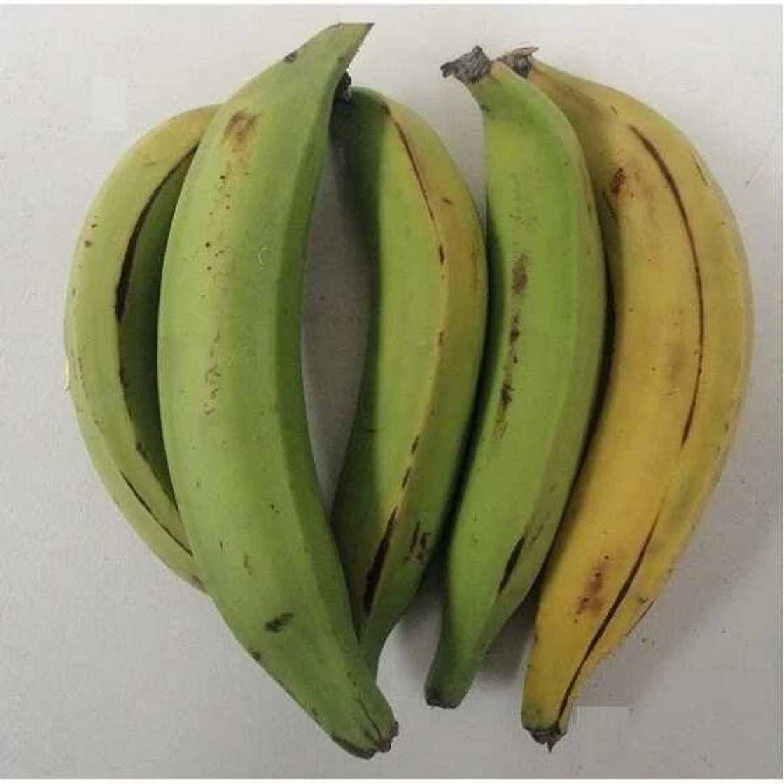 Unripe plantain for weight loss Unripe plantain for weight loss