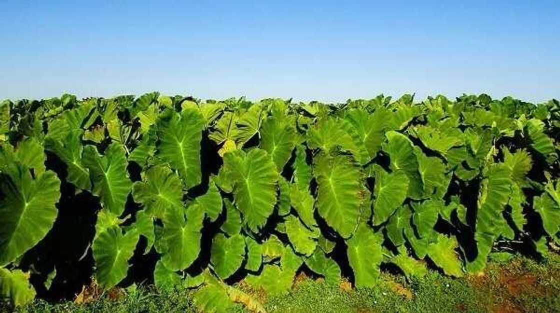 Health benefits of cocoyam leaves Health benefits of cocoyam leaves