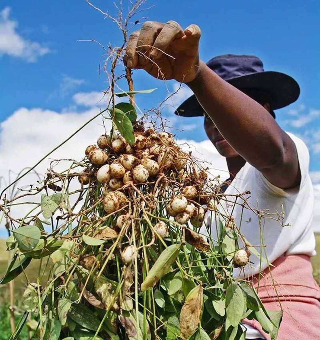 Bambara nut or groundnut