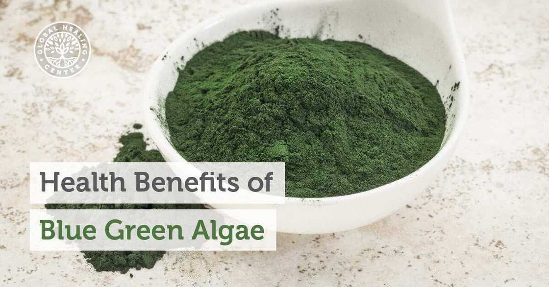 Medical importance of algae