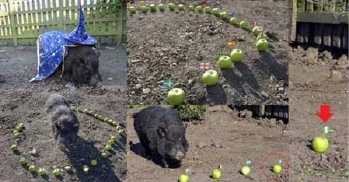 Alade mai nasibi da ya hango nasarar Trump a zaben Amurka, ya hangowa Najeriya nasara a gasar cin kofin Duniya Alade mai nasibi da ya hango nasarar Trump a zaben Amurka, ya hangowa Najeriya nasara a gasar cin kofin Duniya